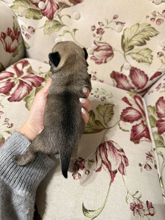 Excelente Pug Carlin de Qualidade