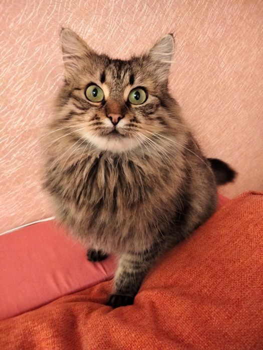 Незламна киця шукає нову подину