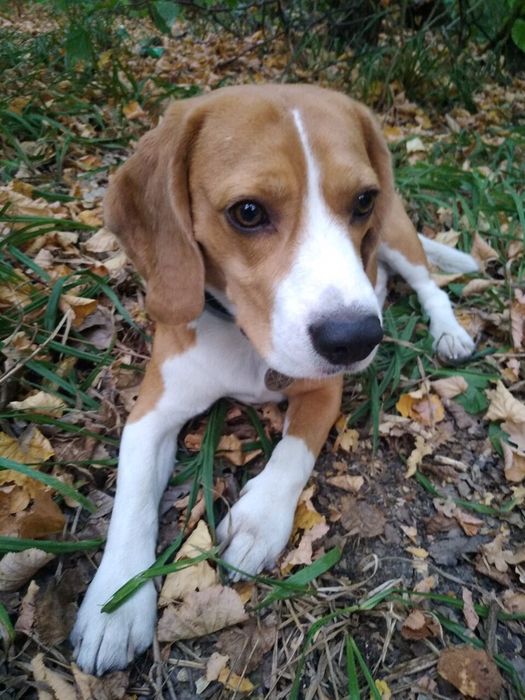 в'язка бігль