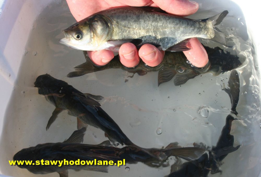 Tołpyga 10cm filtruje wodę.Ryby karp amur jesiotr węgorz pstrąg miętus