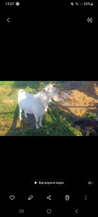 Крутий  цап, козел, козлик   для паровки, покриття,