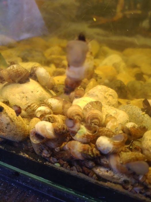 Улитки для аквариума.