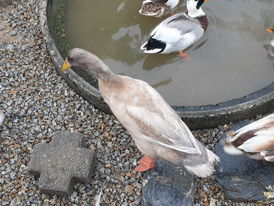 Patos galinhas perus garnizas  fracas
