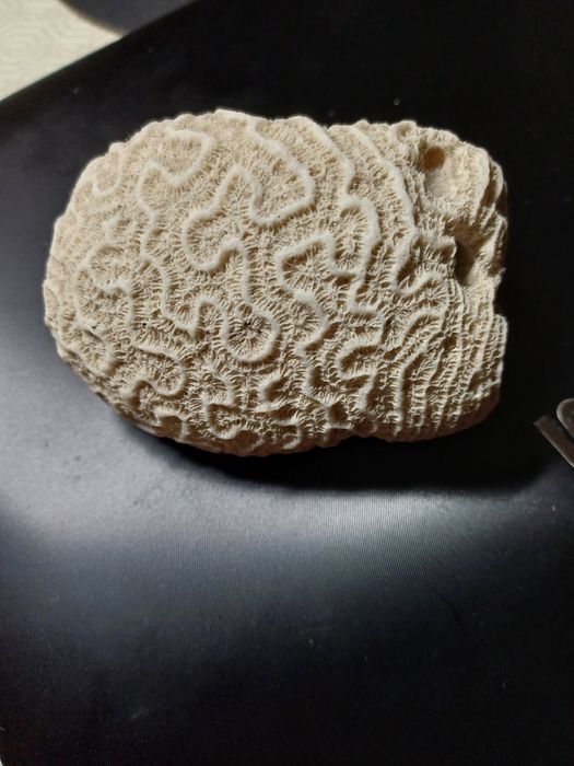 Pedra de Coral Natural Branca