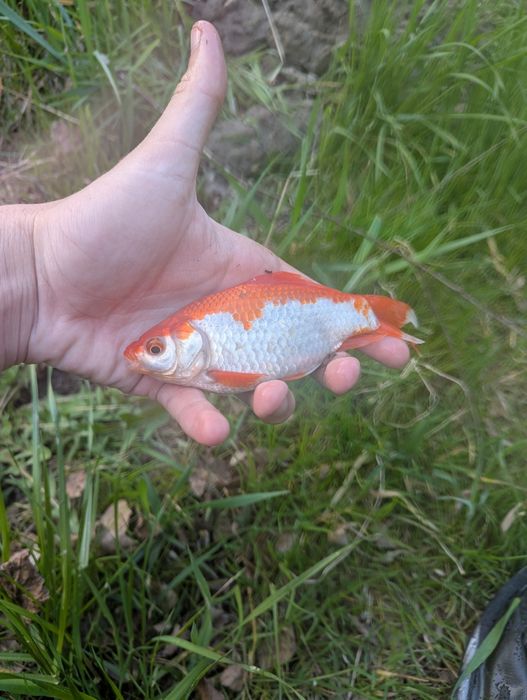 Karasie KOI 15-20cm
