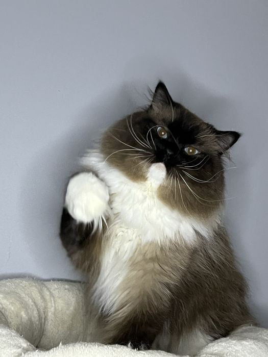 Ragdoll reproduktor