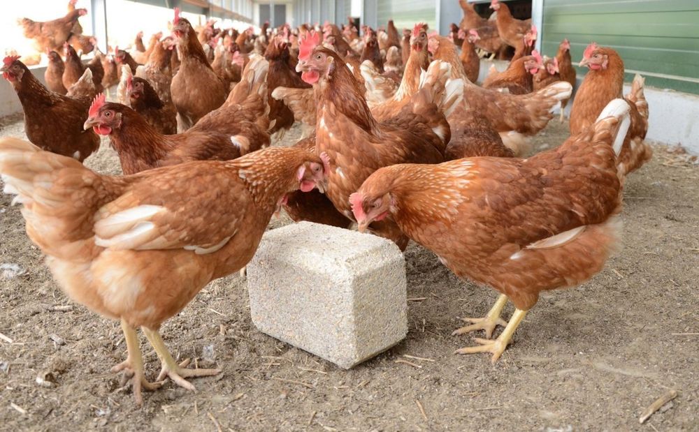 Німецька вакцинована курка Ломан