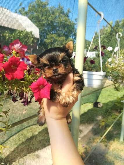 Маленький комік для великої родини!