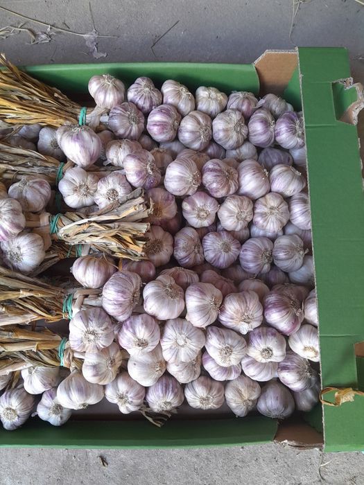 Czosnek polski 100 glowek