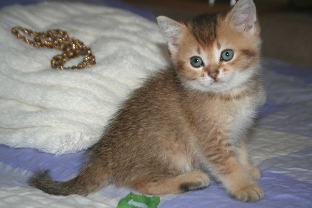 Скоттіш страйт коточок-муркотунчик