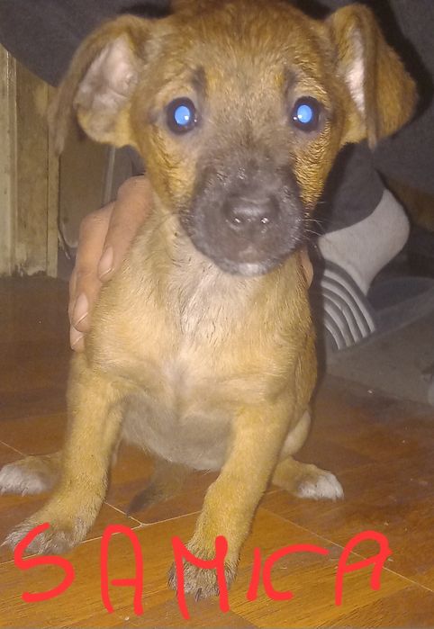 Suczki szukają domu !