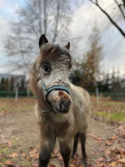 Ogierek mini appaloosa