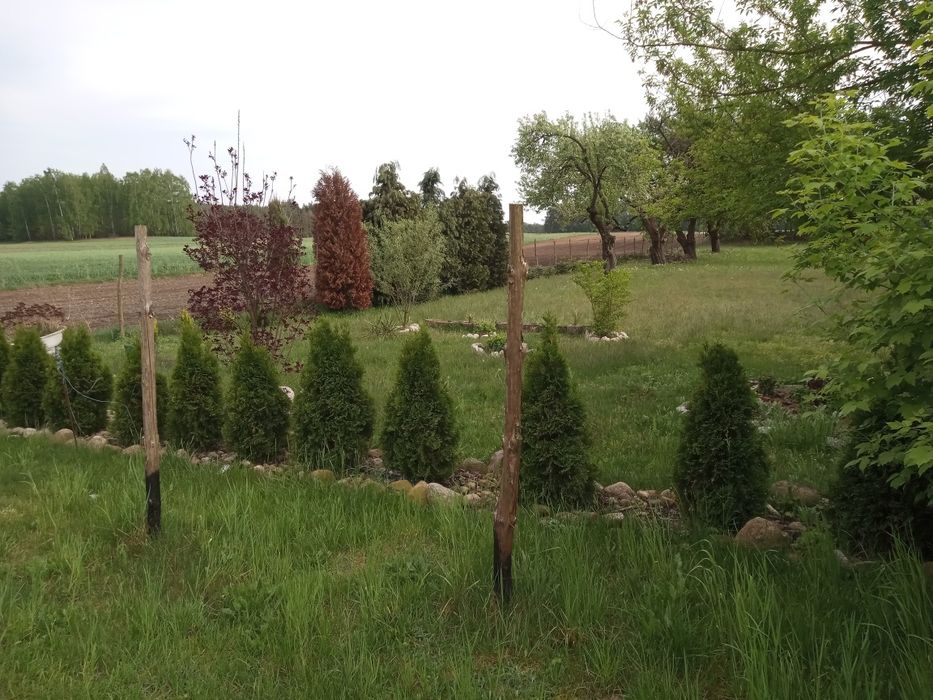 Działka budowlana / siedlisko z sadem