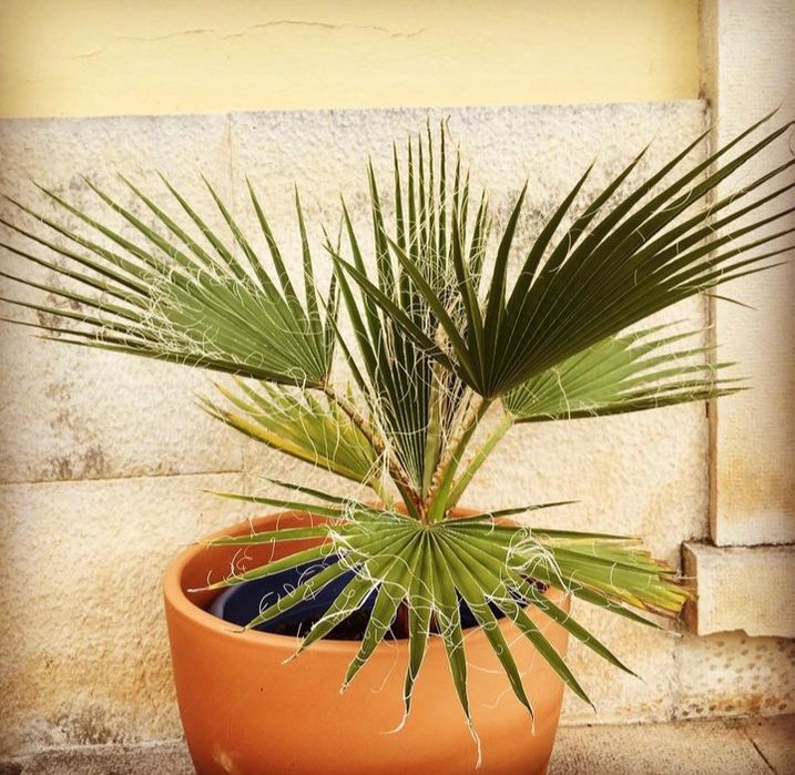 Palmeira Washingtonia/Leque, com entrega
Entrega gra