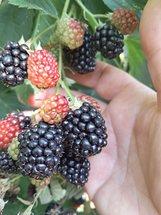 Продам саджанці ожини