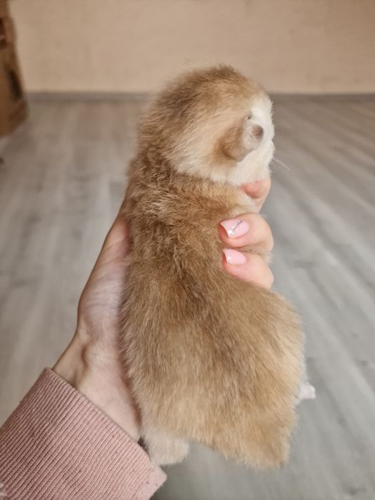 Розплідник пропонує дівчинку золотої шиншили в дорогому кольорі ny12