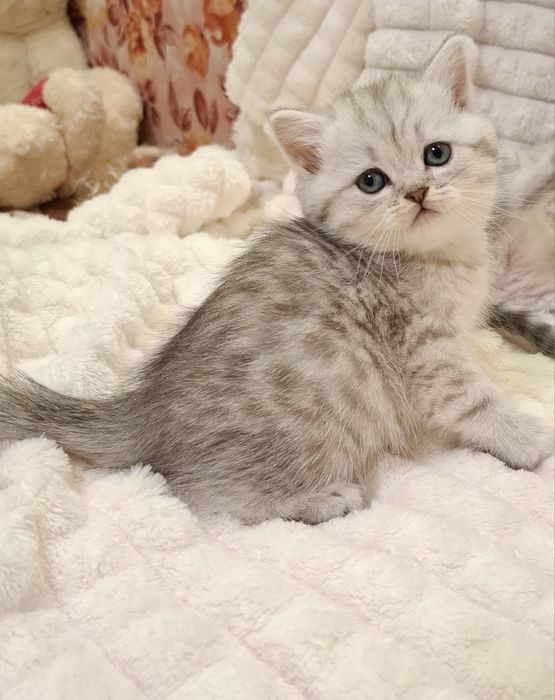 Серебристая шиншилла