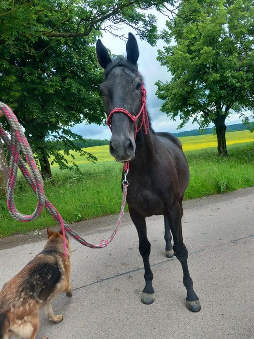 4 letni trakeński wałach wstępnie zajeżdżony BARDZO SPOKOJNY