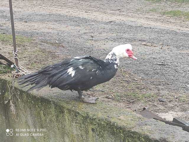 Sprzedam kury  perliczki kaczki gęsi indyki owce swojskie