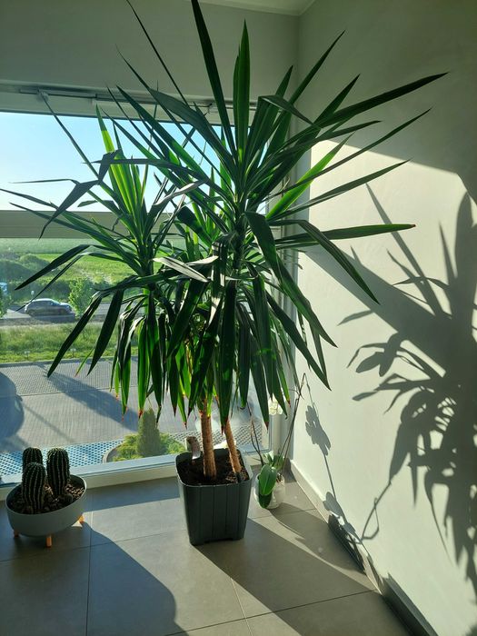 Piękna, ogromna Juka (Yucca) 240 cm – zadbana, rośnie jak szalona
