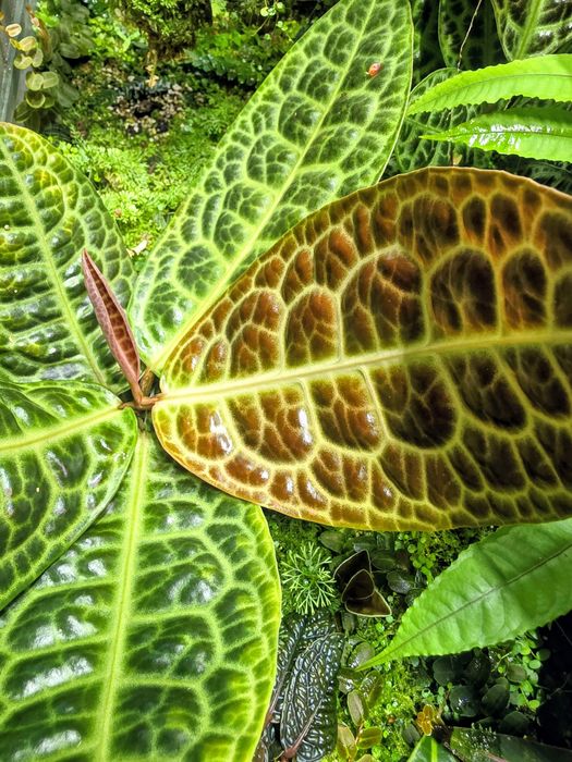 Rośliny tropikalne do paludarium, terrarium