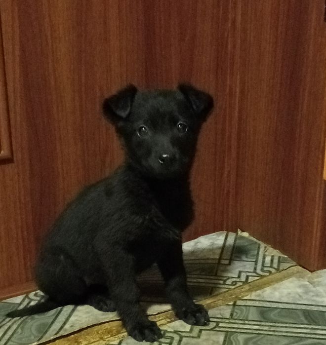 Цуценята (безкоштовно)