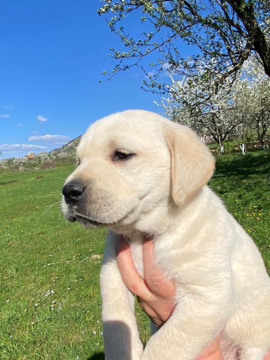 Цуценята лабрадора