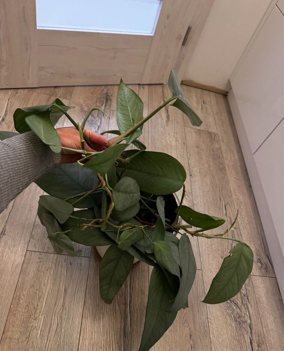 Epipremnum cebu blue gigant