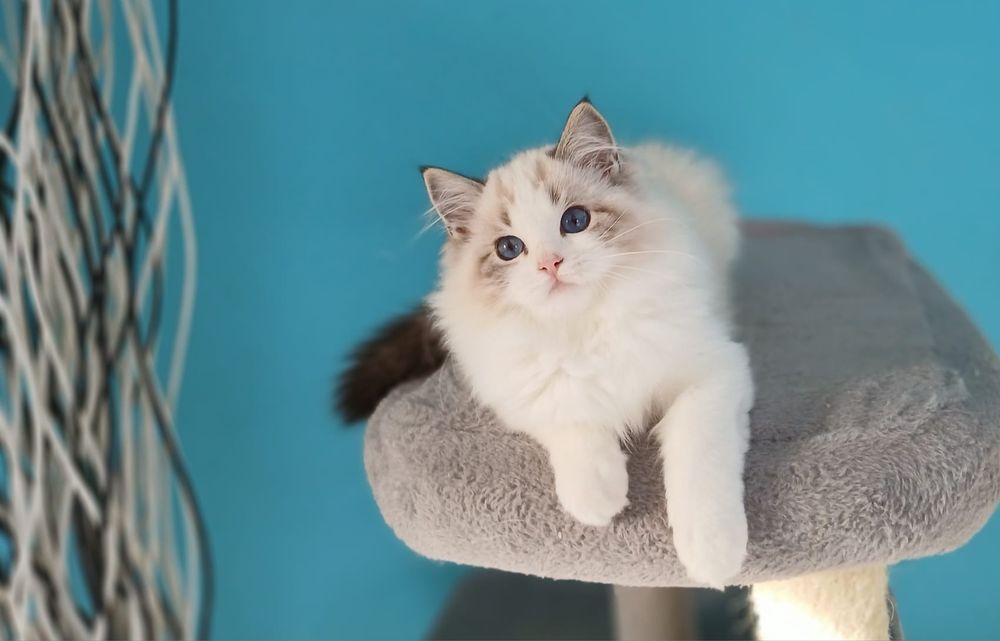Piękna dziewczynka Ragdoll o  wspaniałym charakterze