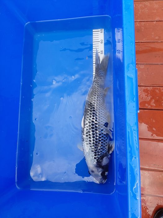 Sprzedam karpia koi matsukawabake