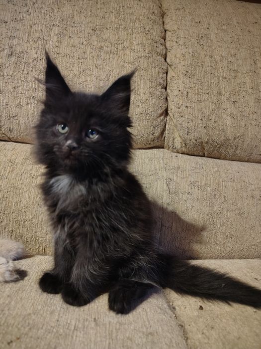 Maine coon, olbrzymi kotek, kotek, kotka Maine coon