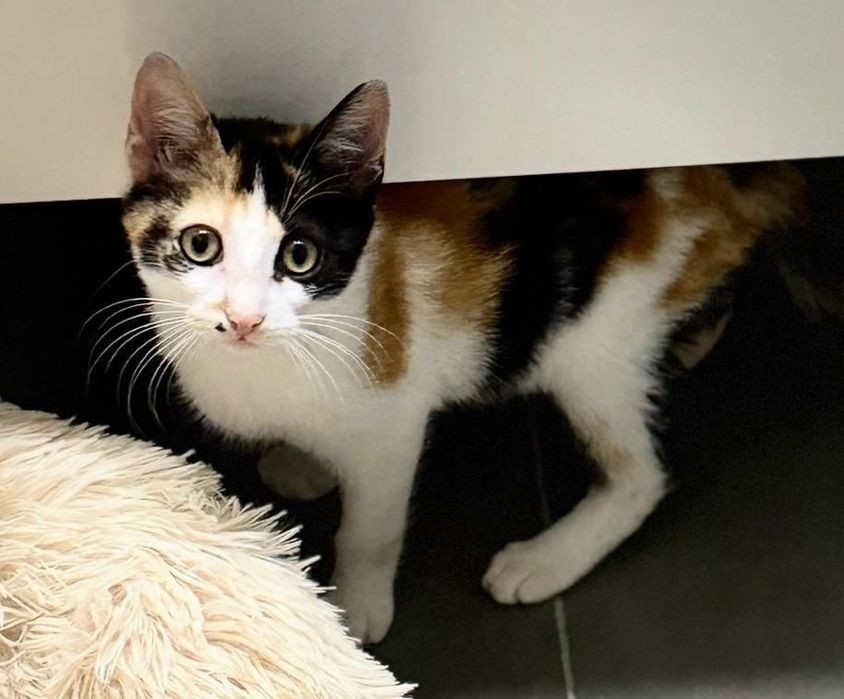 Duas Gatinhas de 5 Meses para Adoção Responsável