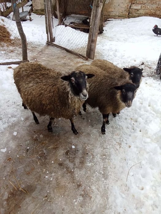 Продам романівських овечок
