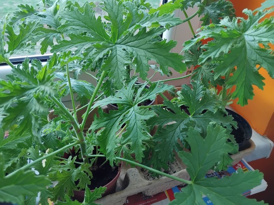 GERANIUM anginka cytrynka wysokość ponad  30  cm
