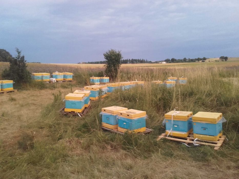 Odķłady pszczele sprzedam