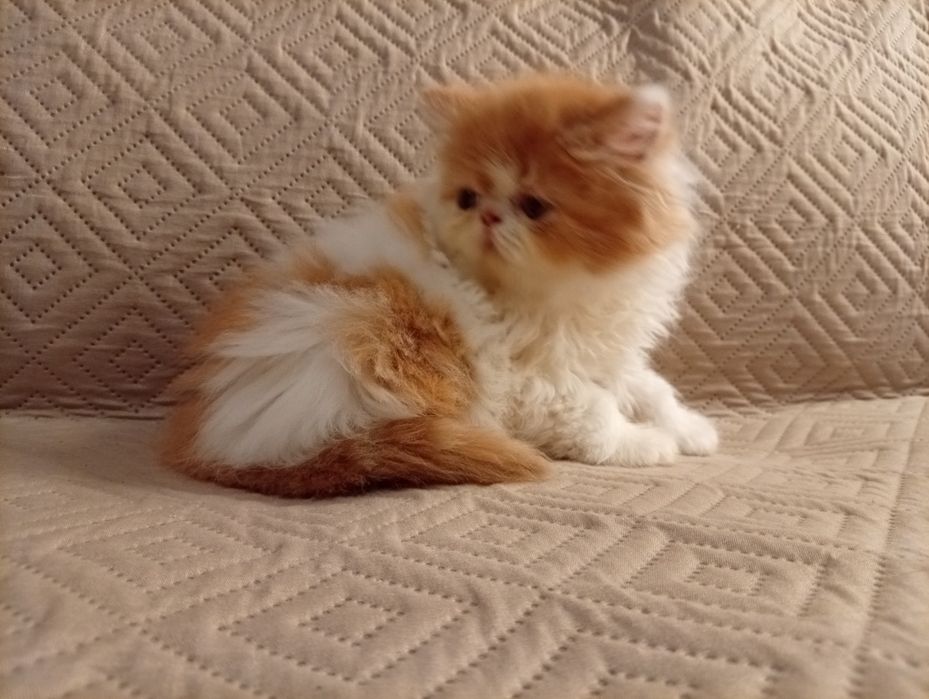 Persa menino fofo