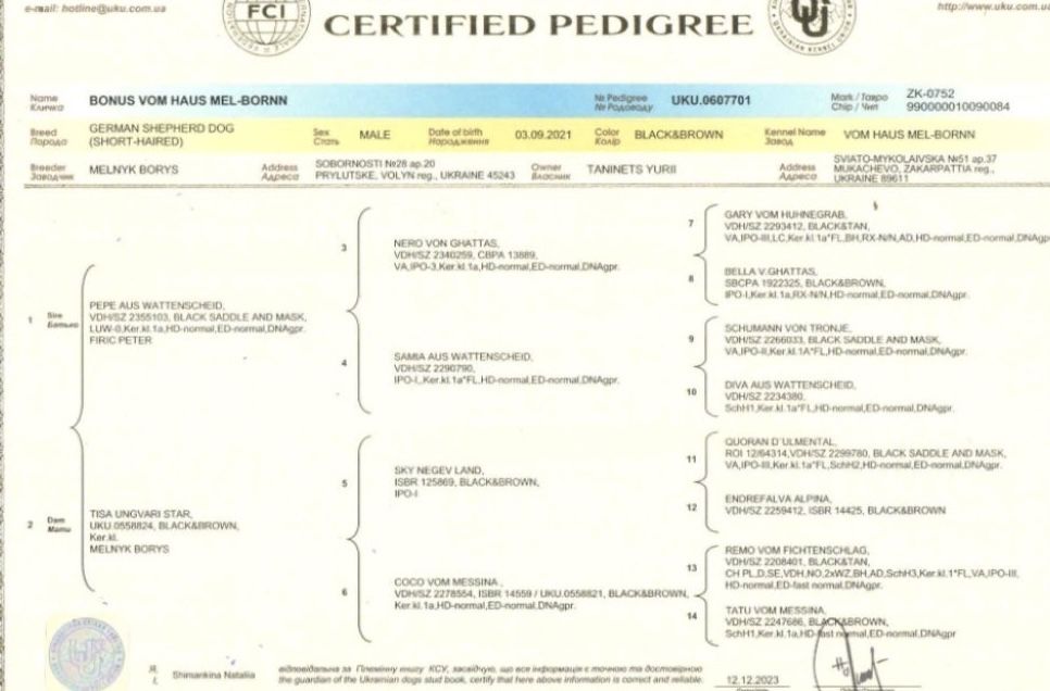 Вʼязка. Німецька віччарка. Документи.