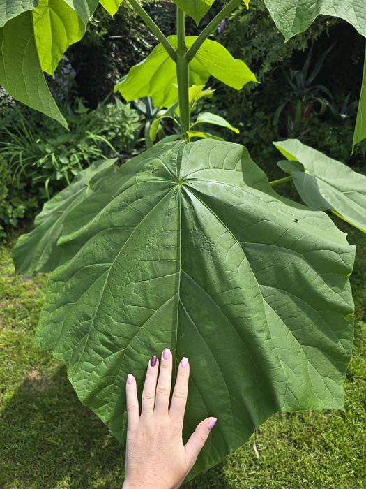 Drzewa tlenowe paulownia wysyłka