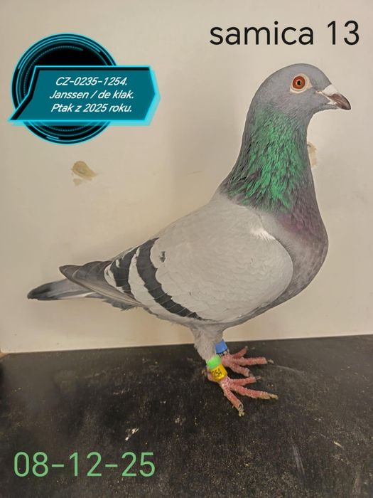 Golebie pocztowe w linii