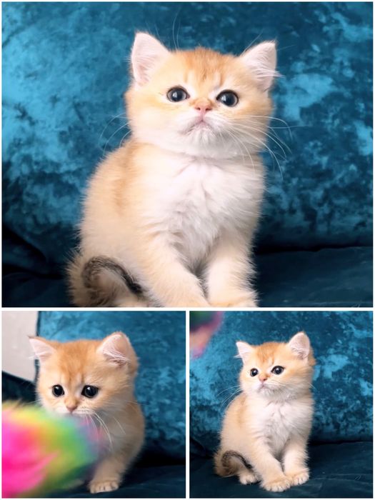 Муркотливий котик золота шиншила