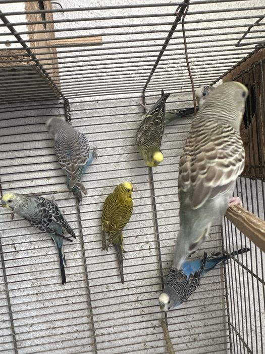 Piriquitos australianos