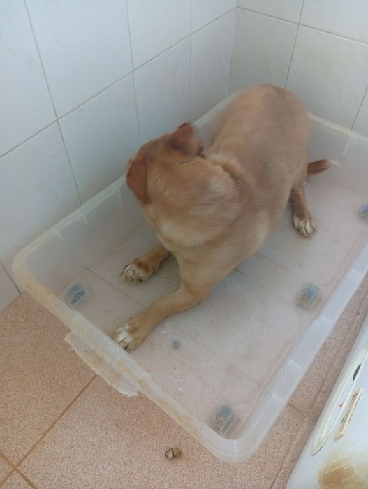 Adoção de animais