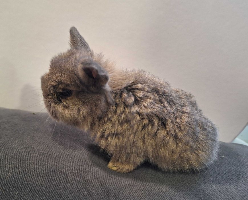 Крольчата карликовые. 1 месяц