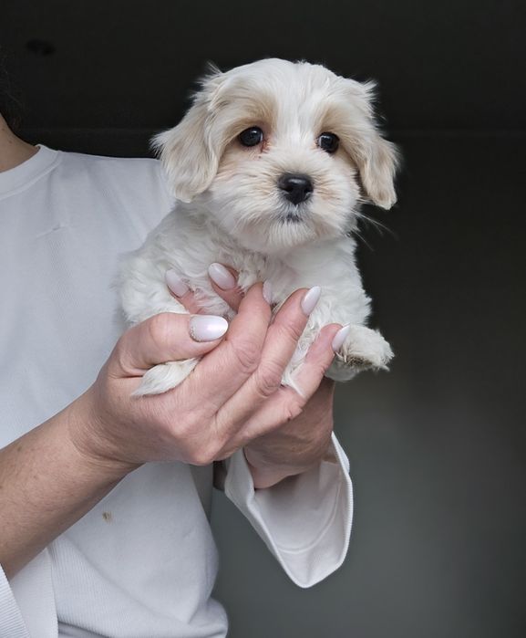 Maltipoo/ chłopczyk