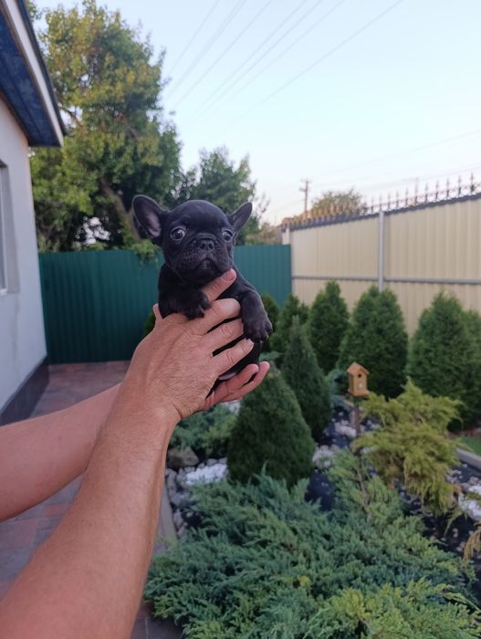 Шикарная девочка