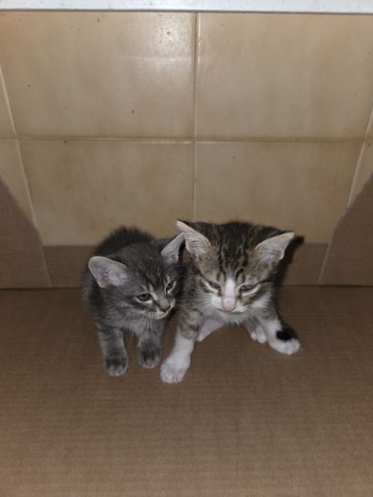 Doamos 2 gatinhos bebés machos