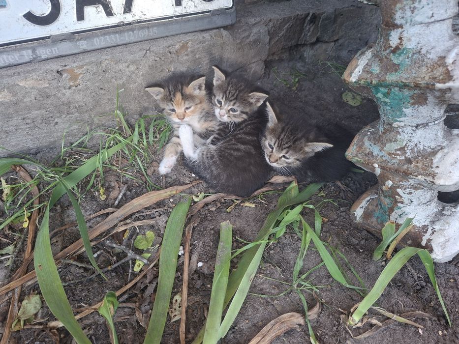 Кошенята в добрі руки