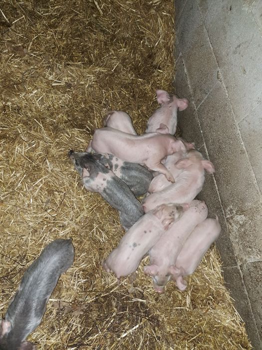 Vendo leitoes.                .