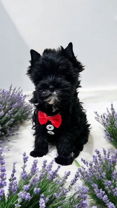 Śliczny piesek York Black - Unikatowe Cudo - Komplet dokumentów