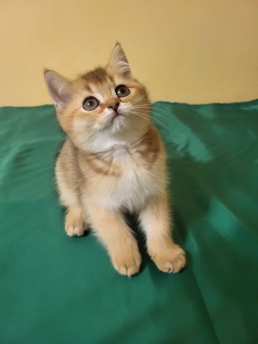 Хлопчик золота шиншилла.